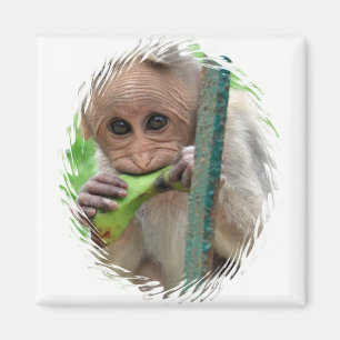Imã Ímã engraçado da imagem do macaco