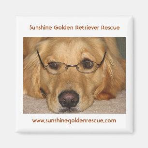 Imã Ímã ensolarado - salvamento do golden retriever