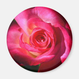 Imã Ímã escuro do rosa do rosa
