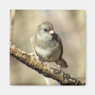 Imã ímã Escuro-eyed do Junco