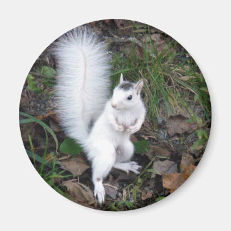 Imã ímã - Esquilo branco