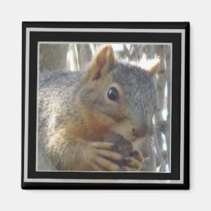 Imã Ímã - esquilo no quadro preto