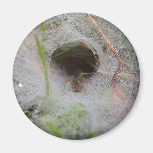 Imã Ímã europeu da aranha do fúnil em forma de teia