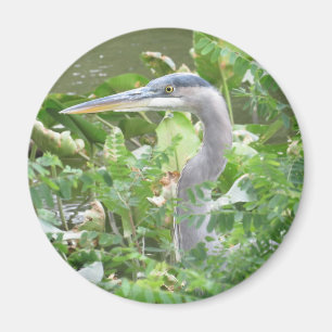 Imã ímã Excelente Blue Heron