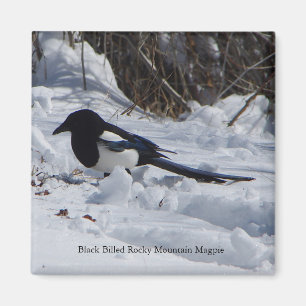 Imã Ímã faturado preto do Magpie da montanha rochosa