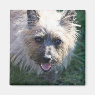 Imã Ímã feliz da menina