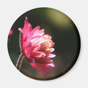 Imã Ímã floral da luz solar vermelha da flor