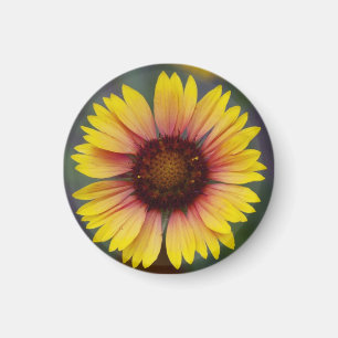 Imã Ímã floral da margarida amarela bonito