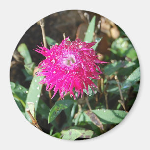Imã Ímã fúcsia da foto da flor