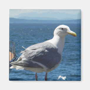 Imã Ímã: gaivota Glaucous-voada