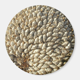 Imã Ímã - geometria do girassol