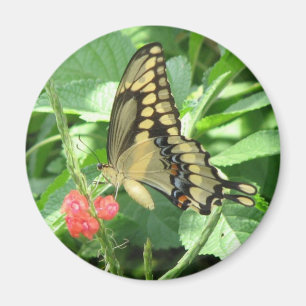 Imã Ímã gigante de Swallowtail