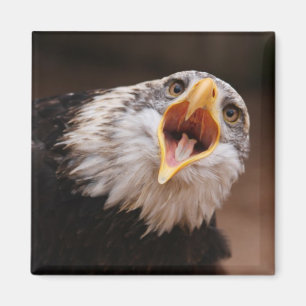 Imã Ímã gritando de Eagle