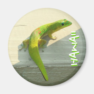 Imã Ímã havaiano do geco