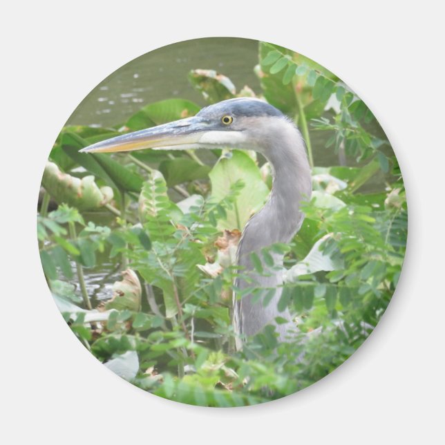 Imã ímã Heron Azul excelente (Frente)