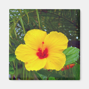 Imã Ímã, hibiscus amarelo havaiano