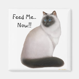 Imã Ímã Himalaia com fome do gato