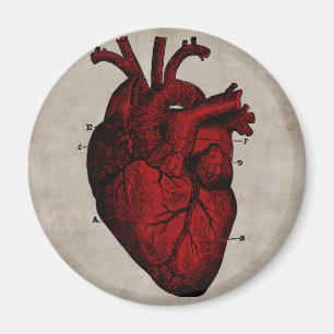 Imã Ímã humano do coração