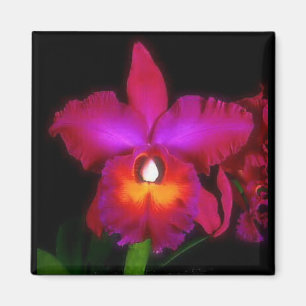 Imã Ímã ideal da orquídea