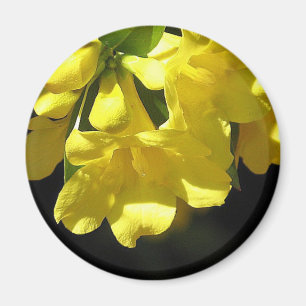 Imã Ímã impressionante do jasmim amarelo