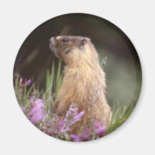 Imã Ímã inchado amarelo da marmota