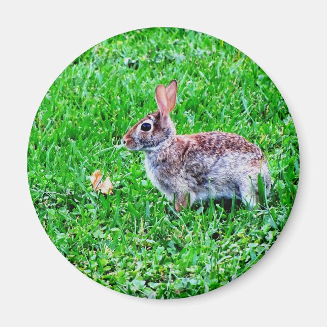 Imã Ímã Inocente (Frente)