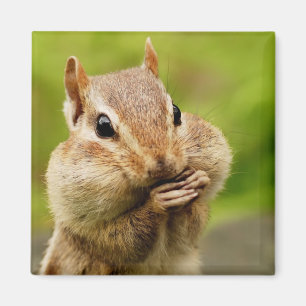 Imã Ímã insolente do Chipmunk