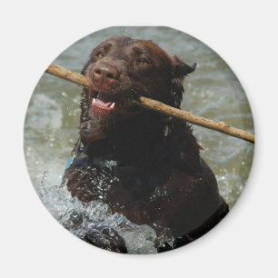 Imã Ímã intitulado