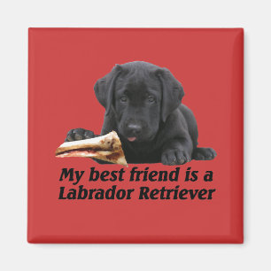 Imã Ímã "labrador retriever "