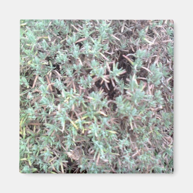 Imã ímã lavanda (Frente)
