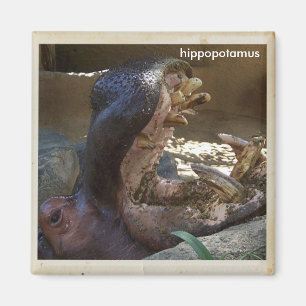 Imã Ímã legal do Hippopotamus!