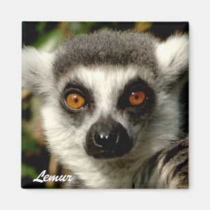 Imã Ímã Lemur1