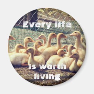 Imã Ímã livre com patos, vegan da crueldade