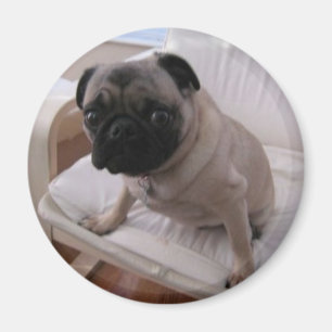 Imã Ímã Machi do Pug