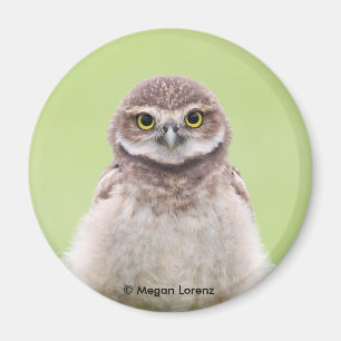 Imã Ímã macio do Owlet