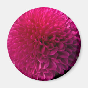 Imã Ímã macro da flor do rosa quente