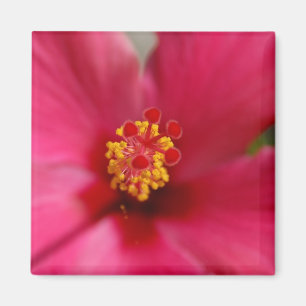 Imã Ímã macro do hibiscus
