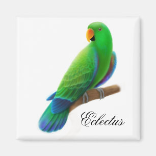 Imã Ímã masculino do papagaio de Eclectus