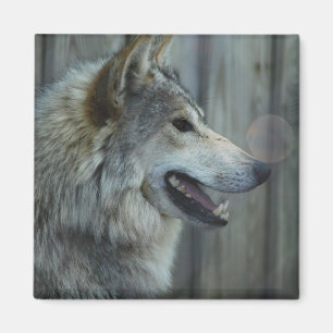 Imã Ímã mexicano do lobo