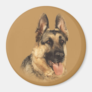 Imã Ímã muito considerável do german shepherd