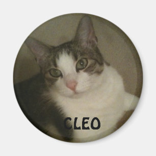Imã Ímã nomeado de Animal de estimação Foto