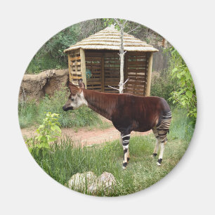 Imã ímã Okapi