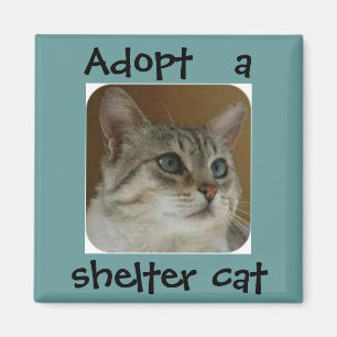 Imã Ímã Ole Blue Eyes