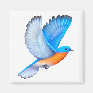 Imã Ímã oriental de voo do Bluebird