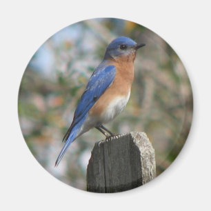 Imã Ímã oriental do homem do Bluebird