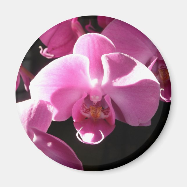 Imã ímã orquídea (Frente)