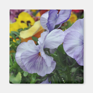 Imã Ímã: pansies