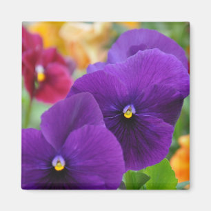 Imã Ímã: Pansies roxos