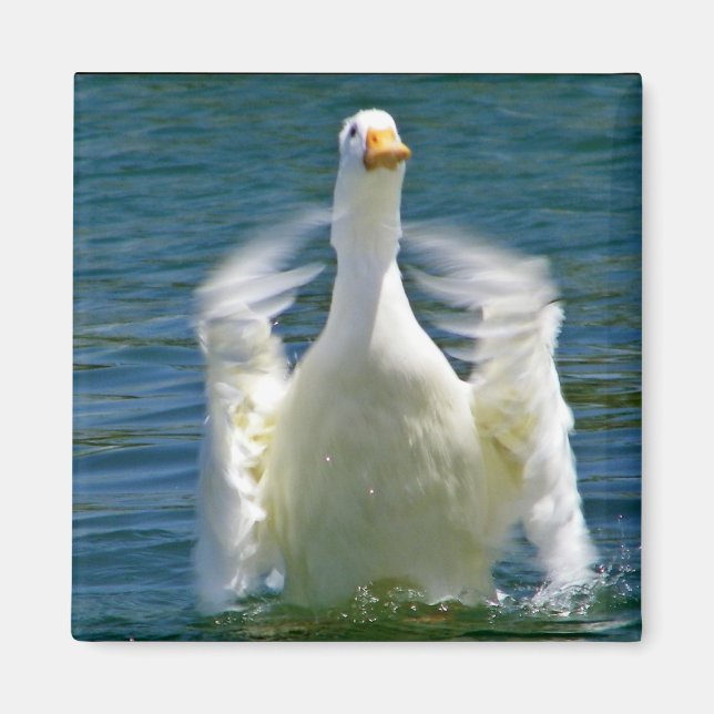 Imã ímã para aplaudir pato (Frente)