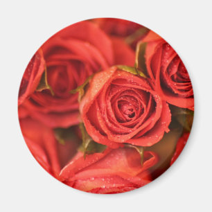 Imã Ímã peachy alaranjado da arte da foto dos rosas